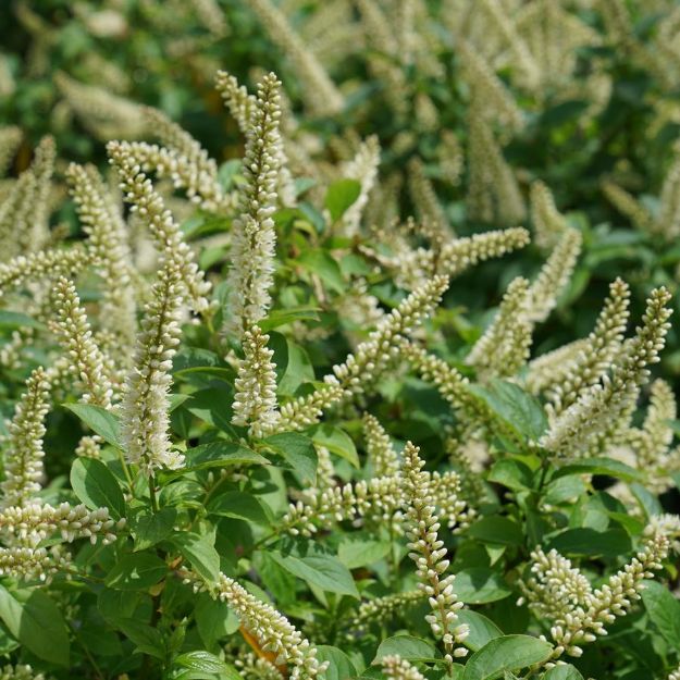Picture of Itea virginica Fizzy Mizzy® PP33549 #3PW