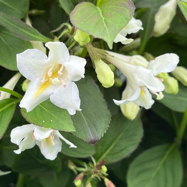 Picture of Weigela x Tuxedo® PP26842 #3BE