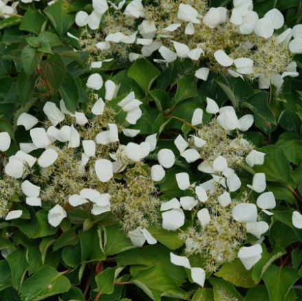 Show details for Hydrangea hydrangeoides Flirty Girl® PP31720 #3PW Picture of Hydrangea hydrangeoides Flirty Girl® PP31720 #3PW