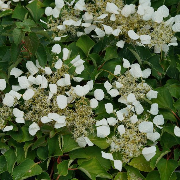 Picture of Hydrangea hydrangeoides Flirty Girl® PP31720 #3PW