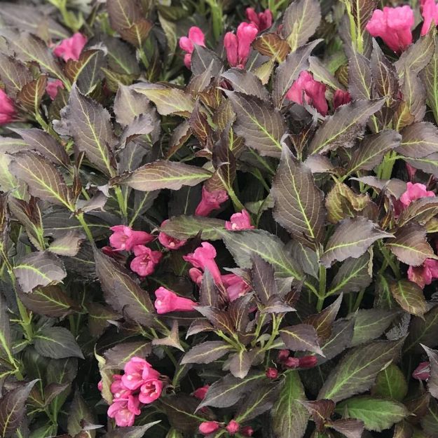 Picture of Weigela florida Spilled Wine® PP23781 #3PW