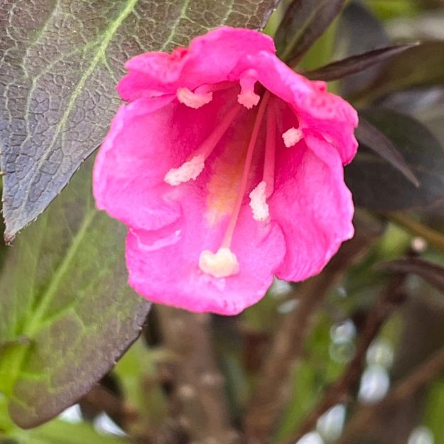 Picture of Weigela florida Wine & Roses® PP10772 #3PW