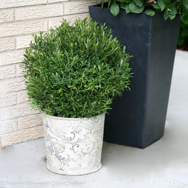 Picture of Ilex glabra Gem Box® PP27554 #3PW