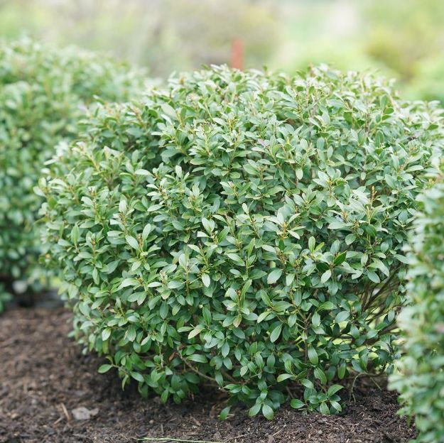 Picture of Ilex glabra Strongbox® PP30147 #3PW