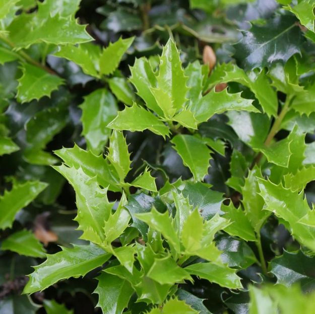 Picture of Ilex x meservae Castle Keep® PP31118 #3PW