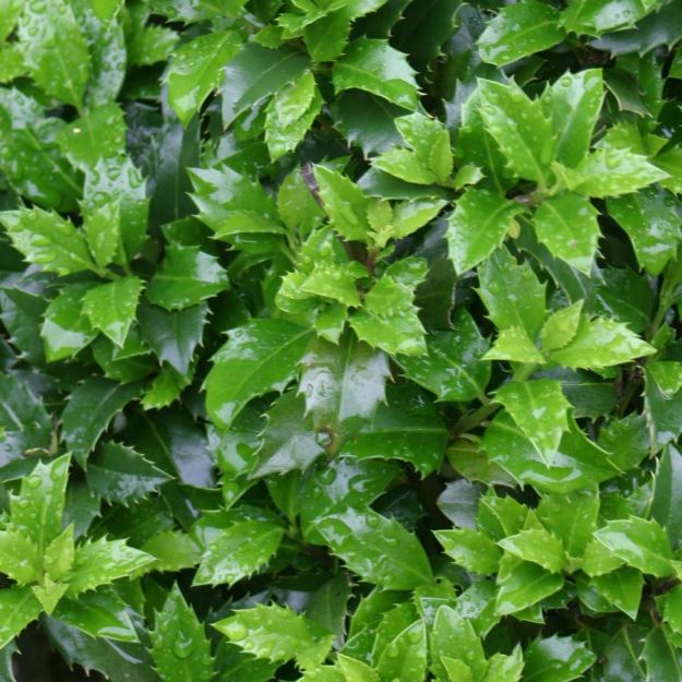 Picture of Ilex x meservae Castle Wall® PP14308 #3PW