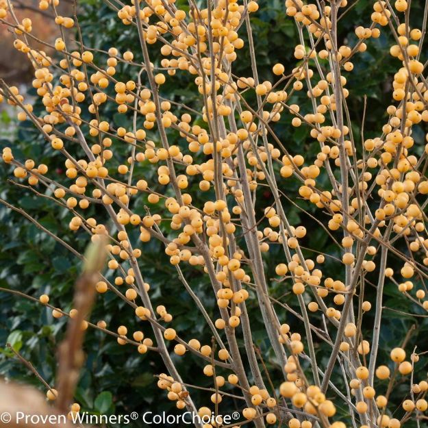 Picture of Ilex verticillata Berry Heavy® Gold #3PW