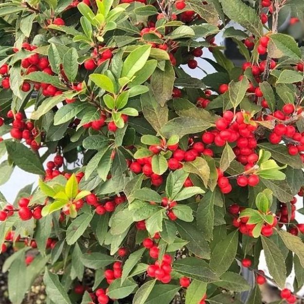 Picture of Ilex verticillata Berry Poppins® PP25835 #3PW