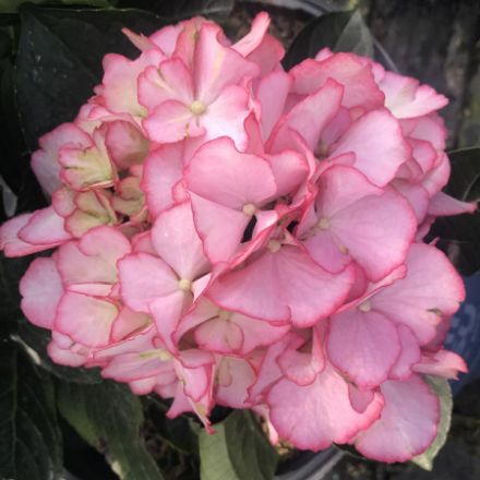 Show details for Hydrangea macrophylla Kimono™ PP34143 #3BE Picture of Hydrangea macrophylla Kimono™ PP34143 #3BE