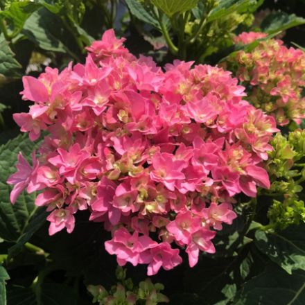 Show details for Hydrangea macrophylla Starfield™ PP32164 #3BE Picture of Hydrangea macrophylla Starfield™ PP32164 #3BE
