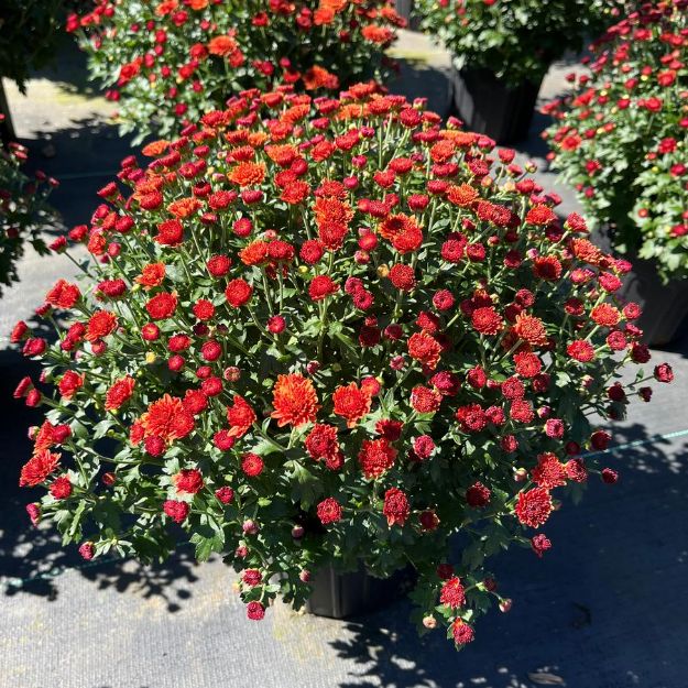 Picture of Chrysanthemum Jasoda Red 6 inch