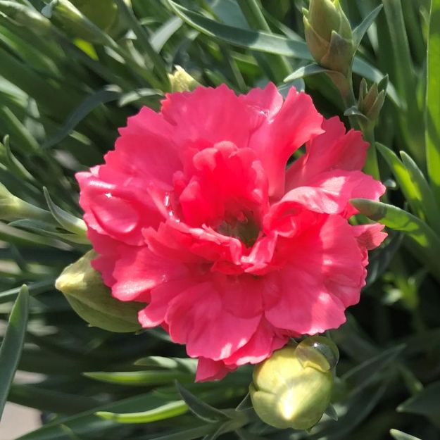 Picture of Dianthus Fruit Punch® 'Classic Coral' PP30048 #4QPW