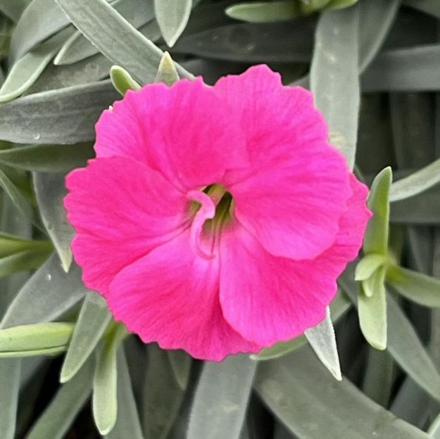 Picture of Dianthus 'Paint the Town Magenta' PP29222 #4QPW