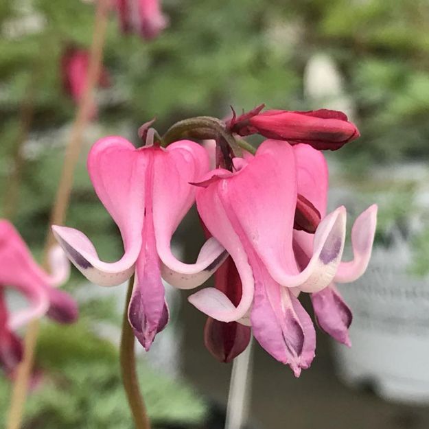 Picture of Dicentra 'Pink Diamonds' PP32380 #4QPW
