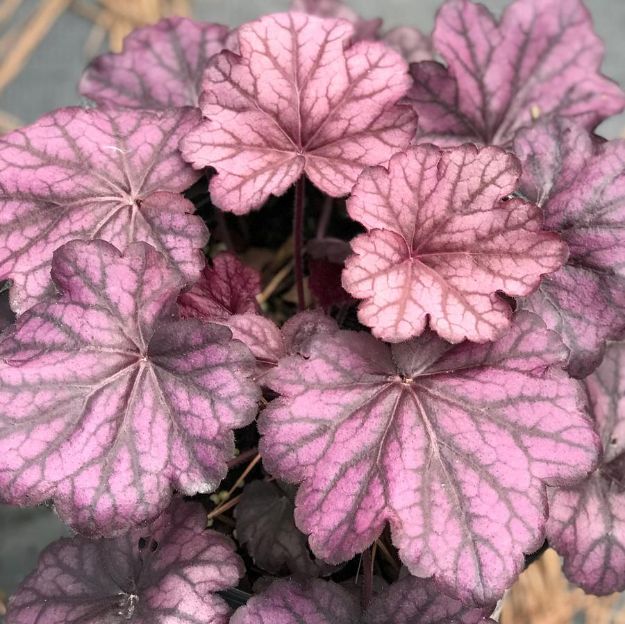 Picture of Heuchera Primo® 'Wild Rose' PP29923 #4QPW