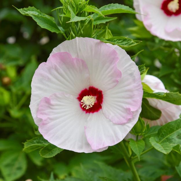 Picture of Hibiscus 'Ballet Slippers' PP29896 #4QPW