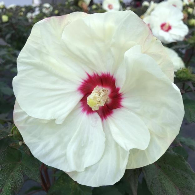 Picture of Hibiscus 'French Vanilla' PP33181 #4QPW