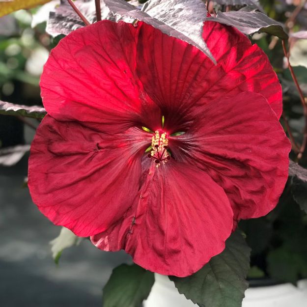 Picture of Hibiscus 'Holy Grail' PP31478 #4QPW