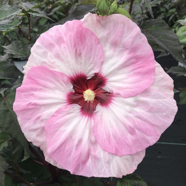 Picture of Hibiscus 'Spinderella' PP33309 #4QPW