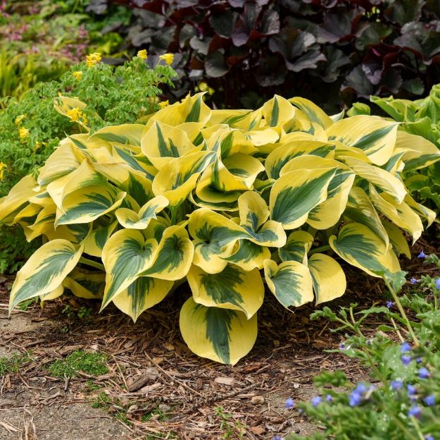 Picture of Hosta 'Autumn Frost' PP23224 #4QPW