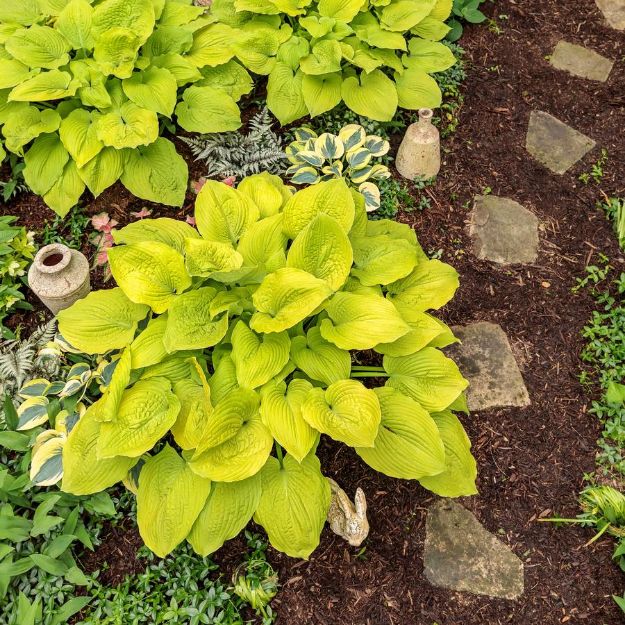 Picture of Hosta 'Coast to Coast' PP26469 #4QPW