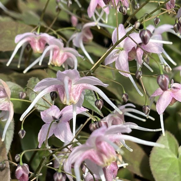 Picture of Epimedium 'Pretty in Pink' #4Q
