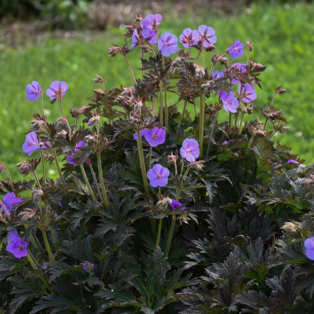 Picture of Geranium 'Boom Chocolatta' PP32025 #4QPW
