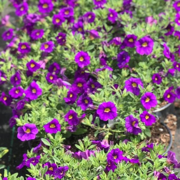 Picture of Calibrachoa Superbells® Blue Improved PP36054 4.5"PW (10/flat)