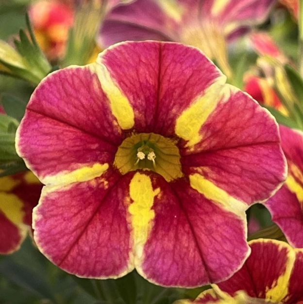 Picture of Calibrachoa Superbells® Cardinal Star PP29667 4.5"PW (10/flat)