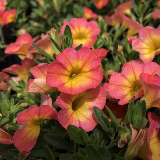 Picture of Calibrachoa Superbells® Coral Sun PP32648 4.5"PW (10/flat)