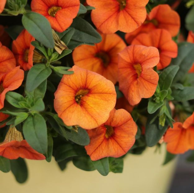 Picture of Calibrachoa Superbells® Dreamsicle PP32917 4.5"PW (10/flat)