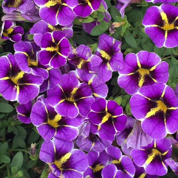 Picture of Calibrachoa Superbells® Evening Star PP30837 4.5"PW (10/flat)