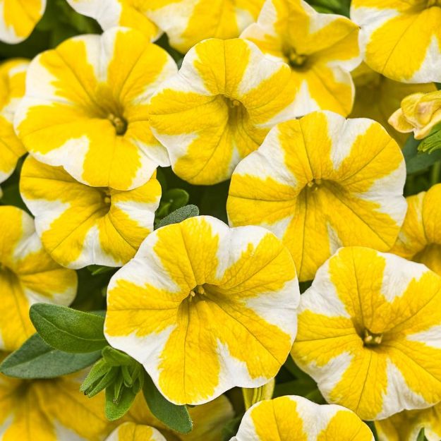 Picture of Calibrachoa Superbells® Lemon Slice® PP24353 4.5"PW (10/flat)