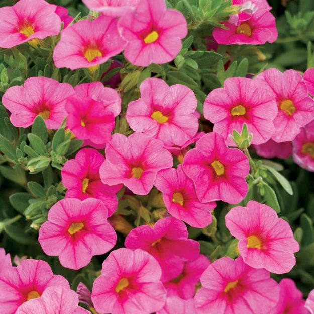 Picture of Calibrachoa Superbells® Pink Improved PPAF 4.5"PW (10/flat)