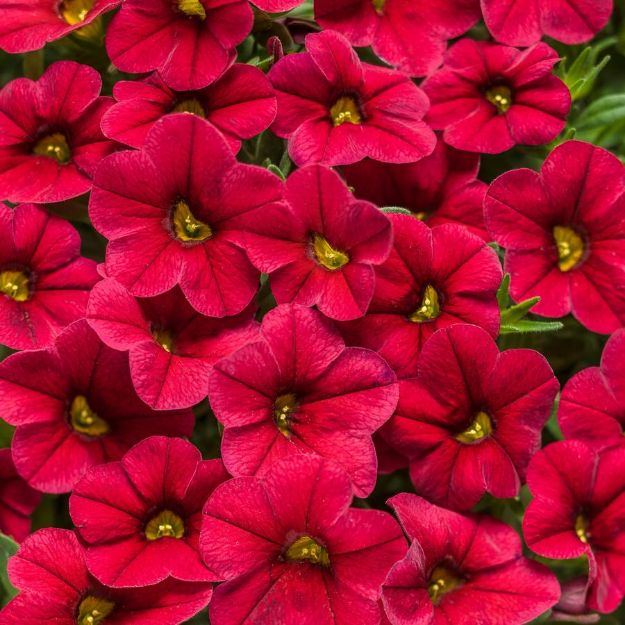 Picture of Calibrachoa Superbells® Red PP14847 4.5"PW (10/flat)