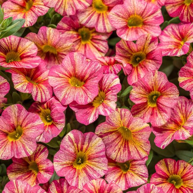 Picture of Calibrachoa Superbells® Tropical Sunrise PP29029 4.5"PW (10/flat)