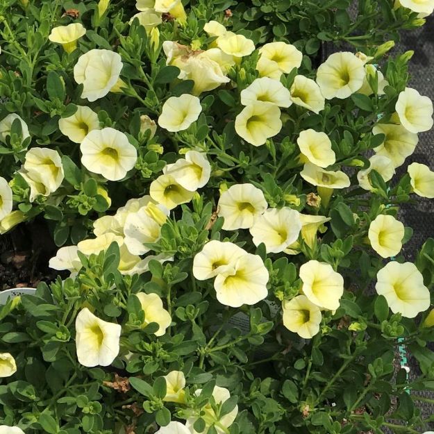 Picture of Calibrachoa Superbells® Yellow Chiffon™ PP19480 4.5"PW (10/flat)