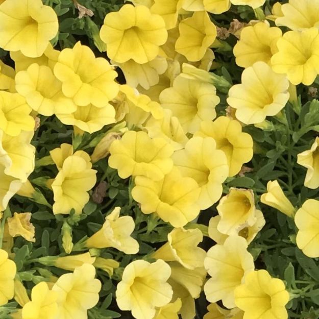 Picture of Calibrachoa Superbells® Yellow PP29528 4.5"PW (10/flat)