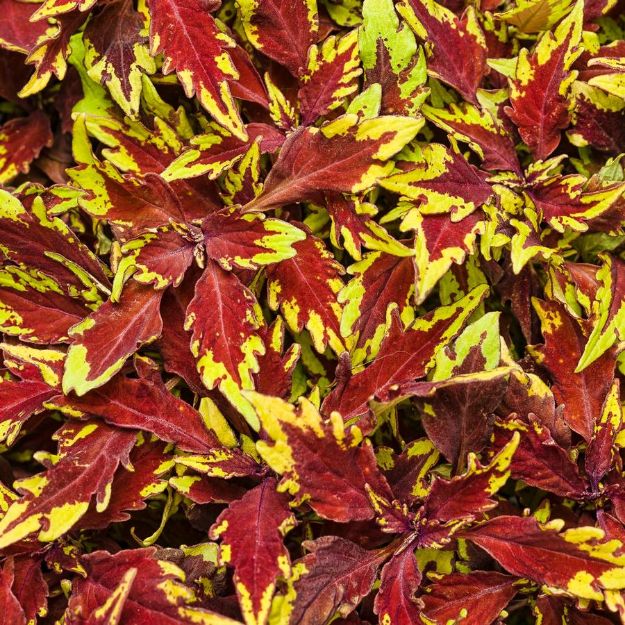 Picture of Coleus ColorBlaze® Apple Brandy® 4.5"PW (10/flat)