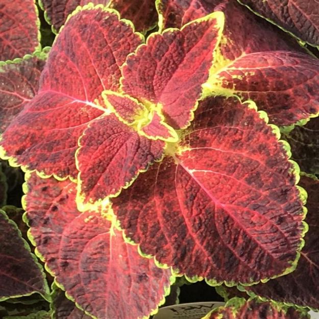 Picture of Coleus Colorblaze® Dipt in Wine 4.5"PW (10/flat)