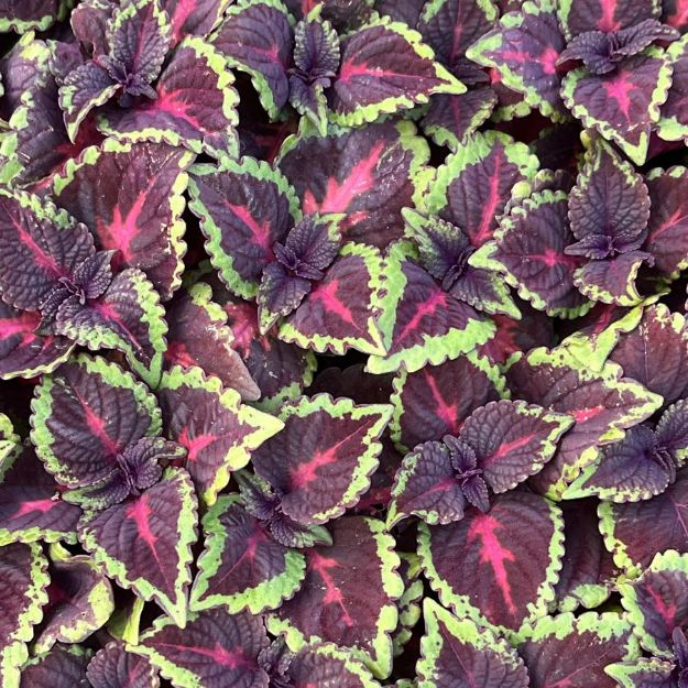 Picture of Coleus ColorBlaze® Torchlight® 4.5"PW (10/flat)