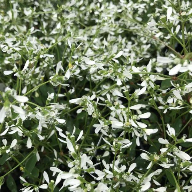 Picture of Euphorbia Diamond Mountain™ 4.5"PW (10/flat)