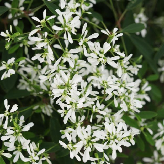 Picture of Euphorbia Diamond Snow™ PP32682 4.5"PW (10/flat)