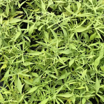 Show details for Ipomoea Illusion® Emerald Lace PP21744 4.5"PW (10/flat) Picture of Ipomoea Illusion® Emerald Lace PP21744 4.5"PW (10/flat)