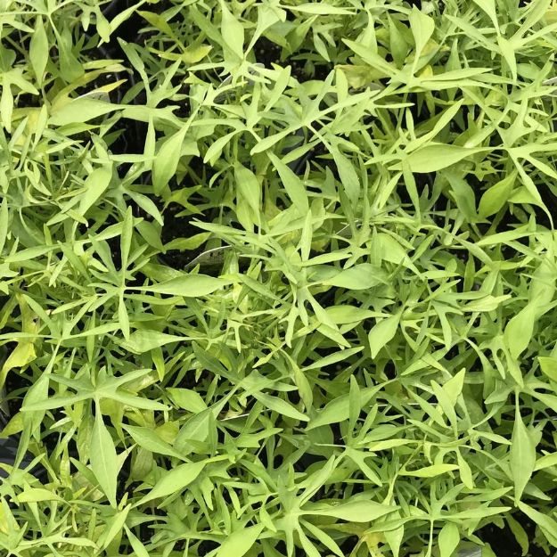 Picture of Ipomoea Illusion® Emerald Lace PP21744 4.5"PW (10/flat)