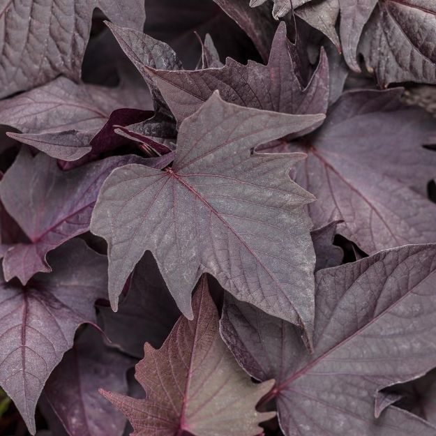 Picture of Ipomoea Sweet Caroline Bewitched After Midnight™ PP29858 4.5"PW (10/flat)