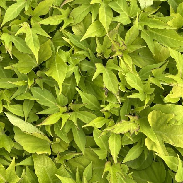 Picture of Ipomoea Sweet Caroline Light Green' PP15028 4.5"PW (10/flat)