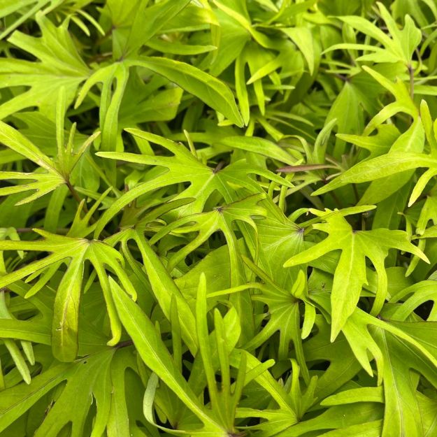 Picture of Ipomoea Sweet Caroline Medusa™ 4.5"PW (10/flat)