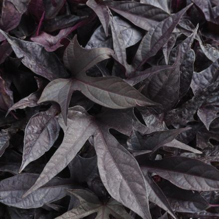 Show details for Ipomoea Sweet Caroline Raven™ PP31837 4.5"PW (10/flat) Picture of Ipomoea Sweet Caroline Raven™ PP31837 4.5"PW (10/flat)