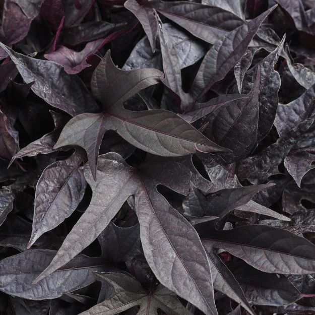 Picture of Ipomoea Sweet Caroline Raven™ PP31837 4.5"PW (10/flat)